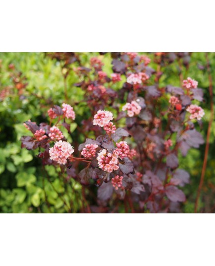 Physocarpus 'Little joker'®