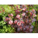 Physocarpus 'Little joker'®