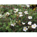 Potentilla fruticosa 'Abbotswood' - potentilles, comarums,