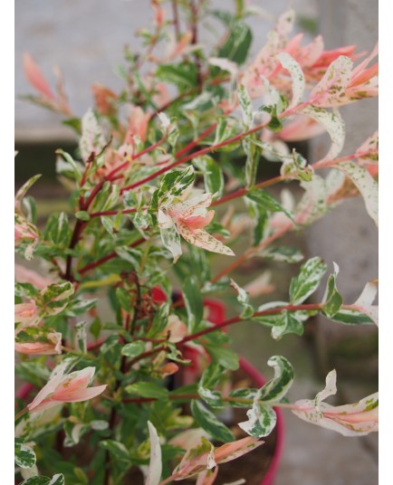 Salix integra 'Flamingo' ®