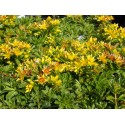 Sedum kamtchaticum floriferum 'Weihenstephanergold'