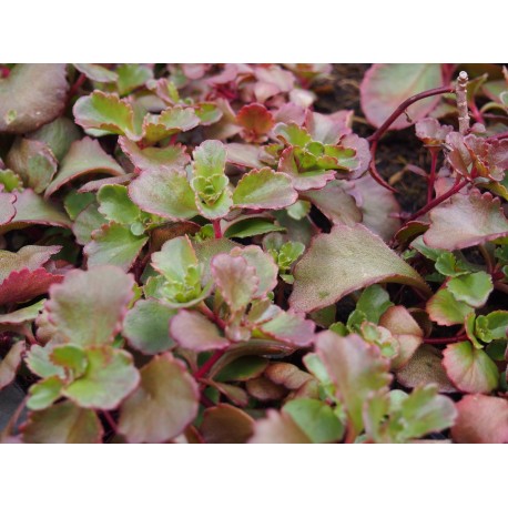 Sedum spurium 'Schorbuser Blut'