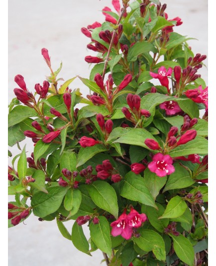 Weigela 'Red Prince' - weigelia