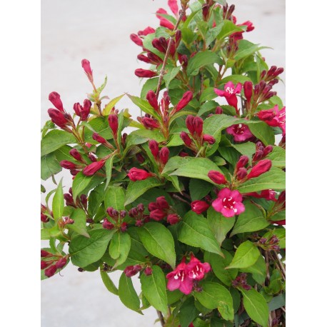 Weigela 'Red Prince' - weigelia