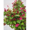 Weigela 'Red Prince' - weigelia