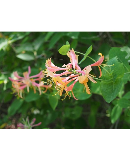 Lonicera heckrotti x 'Goldflame' - Chèvrefeuilles grimpants