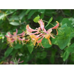 Lonicera heckrotti x 'Goldflame' - Chèvrefeuilles grimpants