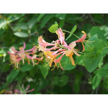 Lonicera heckrotti x 'Goldflame' - Chèvrefeuilles grimpants