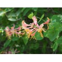 Lonicera heckrotti x 'Goldflame' - Chèvrefeuilles grimpants