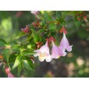 Abelia engleriana Abélie