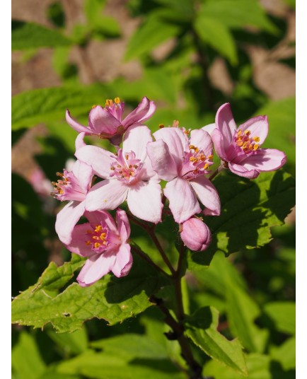 Deutzia hybrida x 'Contraste'