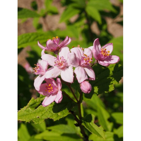 Deutzia hybrida x 'Contraste'