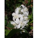 Deutzia hybrida 'Magical Spring'