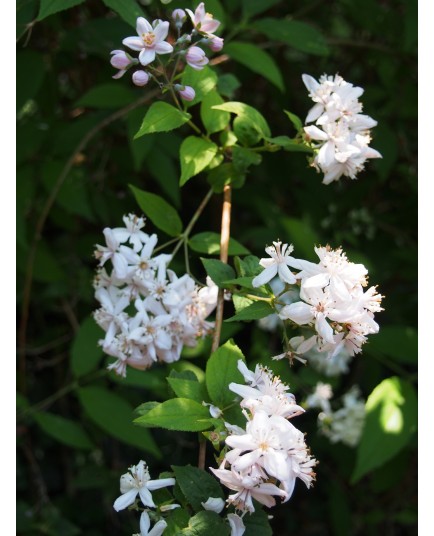 Deutzia hybrida x 'Mont Rose'