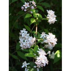 Deutzia hybrida x 'Mont Rose'