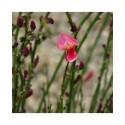 Cytisus praecox x 'Hollandia' - genêts hybrides,