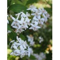 Deutzia hybrida x 'Mont Rose'