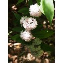 Deutzia hybrida x 'Pink Pompon'