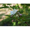 Deutzia purpurascens