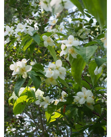 Philadelphus tomentosus