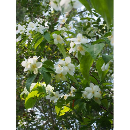 Philadelphus tomentosus