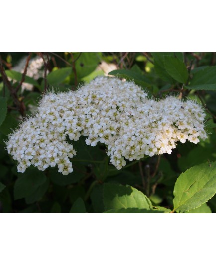 Spiraea media mollis