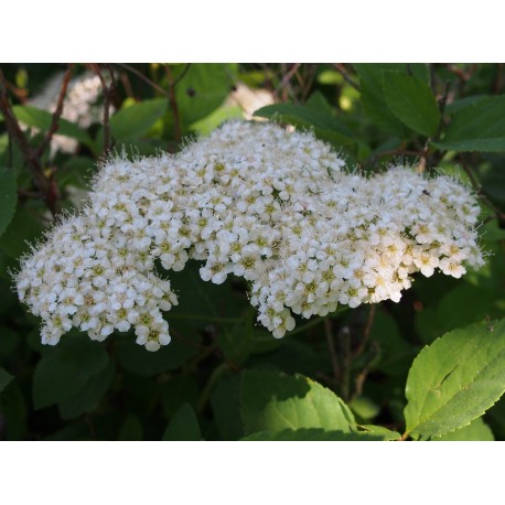 Spiraea media mollis