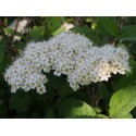 Spiraea media mollis