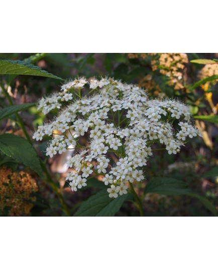 Spiraea miyabei var pilosula