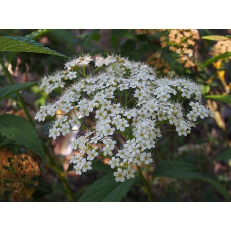 Spiraea miyabei var pilosula