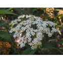 Spiraea miyabei var pilosula