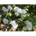 Philadelphus 'Minnesota Snowflake' - seringats, seringas,