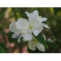 Philadelphus 'Albâtre' - Seringat