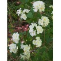 Philadelphus 'Bouquet Blanc' - seringats, seringas,