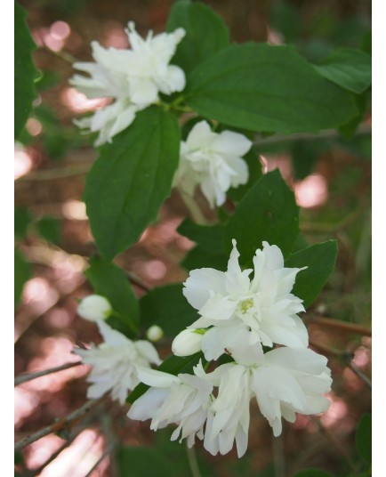 Philadelphus 'Buckleys Quill' -Seringat