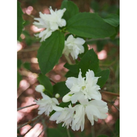 Philadelphus 'Buckleys Quill' -Seringat