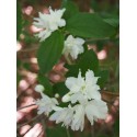 Philadelphus 'Buckleys Quill' -Seringat