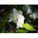 Philadelphus coronarius 'Primuliflorus' - Seringat