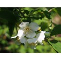 Philadelphus purpureo maculatus x 'Galathée' - seringat