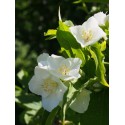 Philadelphus lemoinei x 'Gerbe de neige'- seringat