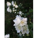 Philadelphus virginalis x 'Girandole' - seringat