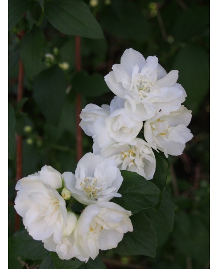 Philadelphus virginalis x 'Girandole' - seringat