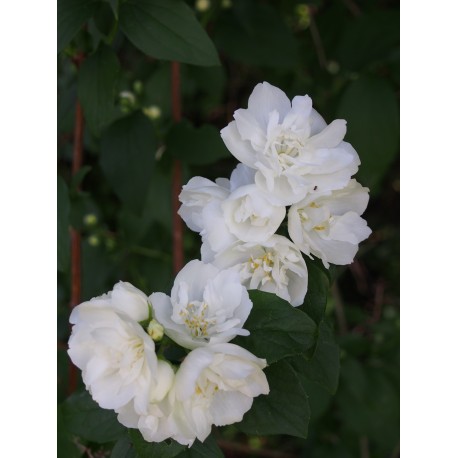 Philadelphus virginalis x 'Girandole' - seringat