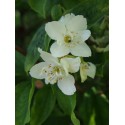 Philadelphus virginalis x 'Glacier' - seringat