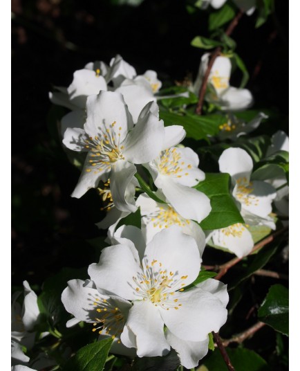 Philadelphus cymosus x 'Voie Lactée' - seringat