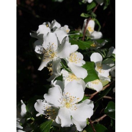 Philadelphus cymosus x 'Voie Lactée' - seringat