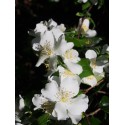 Philadelphus cymosus x 'Voie Lactée' - seringat