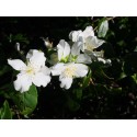 Philadelphus cymosus x 'Voie Lactée' - seringat