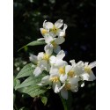 Philadelphus lemoinei x 'Erectus' - seringat