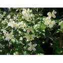 Philadelphus lemoinei x 'Erectus' - seringat